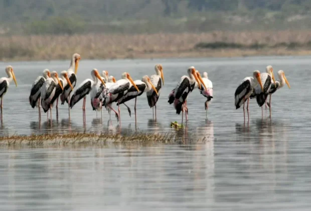 Painted Stork