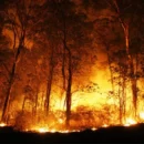 Uttarakhand Forest Fire