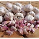 Garlic