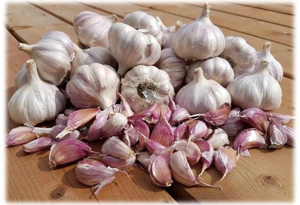 Garlic