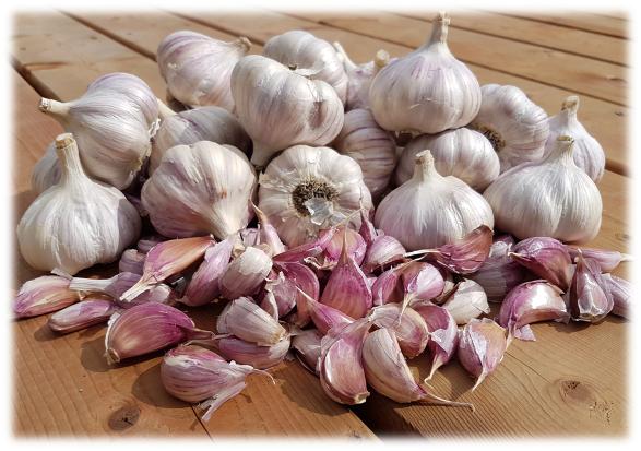 Garlic