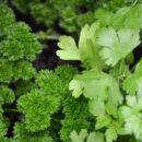 Different,parsleys:,curly,parsley,and,flat,parsley