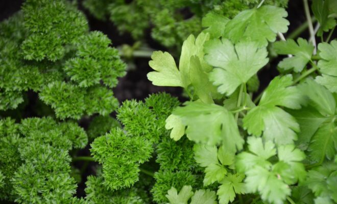 Different,parsleys:,curly,parsley,and,flat,parsley